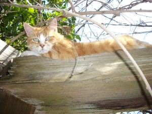 Pooter Preparing To Attack From Trellis